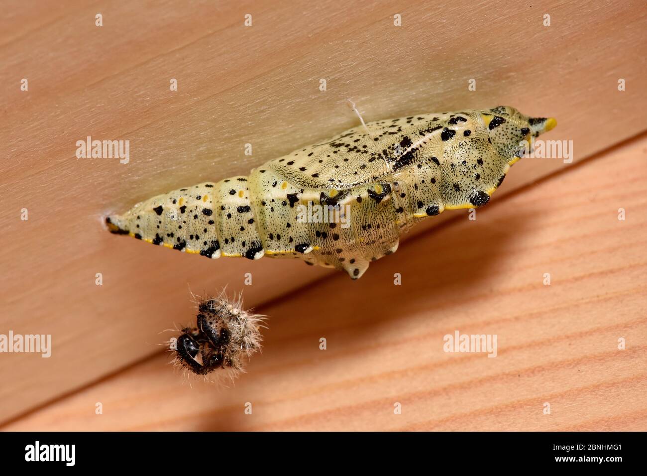 Cabbage butterfly chrysalis hires stock photography and images Alamy