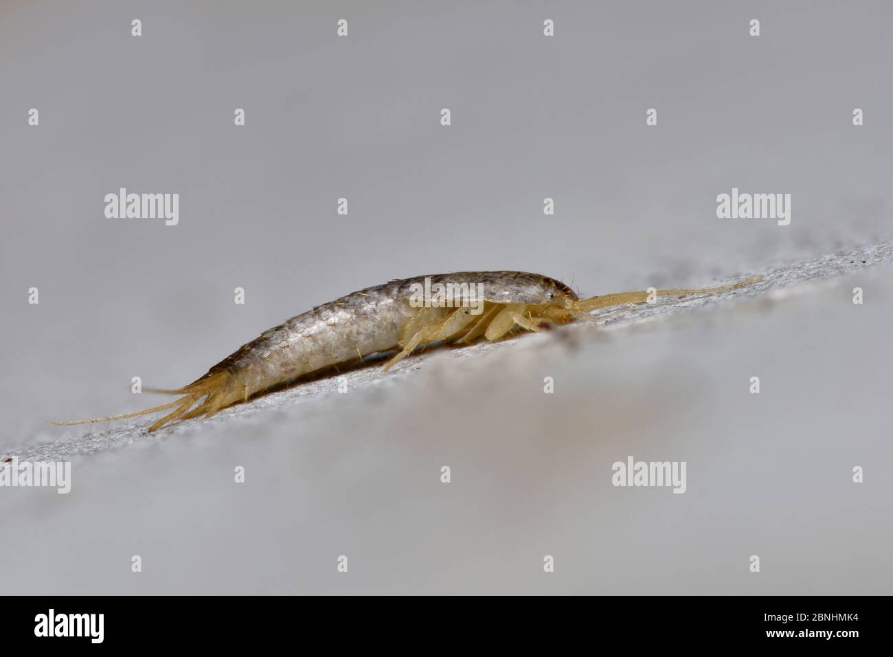 Silverfish (Lepisma saccharina)  side view on wall, Hertfordshire, England, UK, July . Focus stacked image Stock Photo