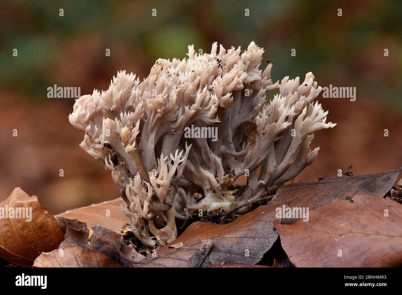 Clavaria cinerea hi-res stock photography and images - Alamy