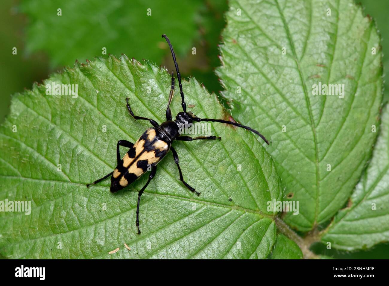 Longhorn beetle (Leptura quadrifasciata) on bramble leaf, Surrey, England, UK, June Stock Photo