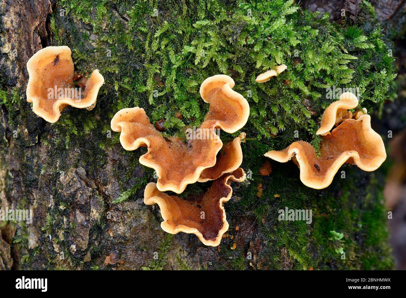 Hairy curtain crust fungus (Stereum hirsutum) growing from old mossy log, Hertfordshire, England, UK, November. Focus stacked image. Stock Photo