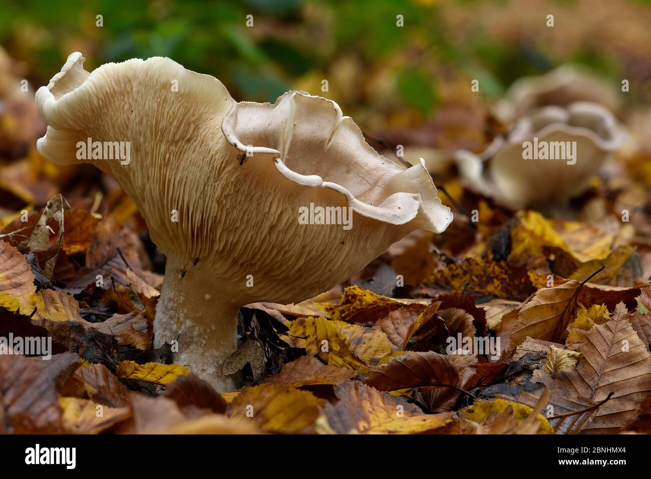 Giant funnel fungus (Leucopaxillus giganteus) uncommon species, Hertfordshire, England, UK, November. Focus stacked image. Stock Photo
