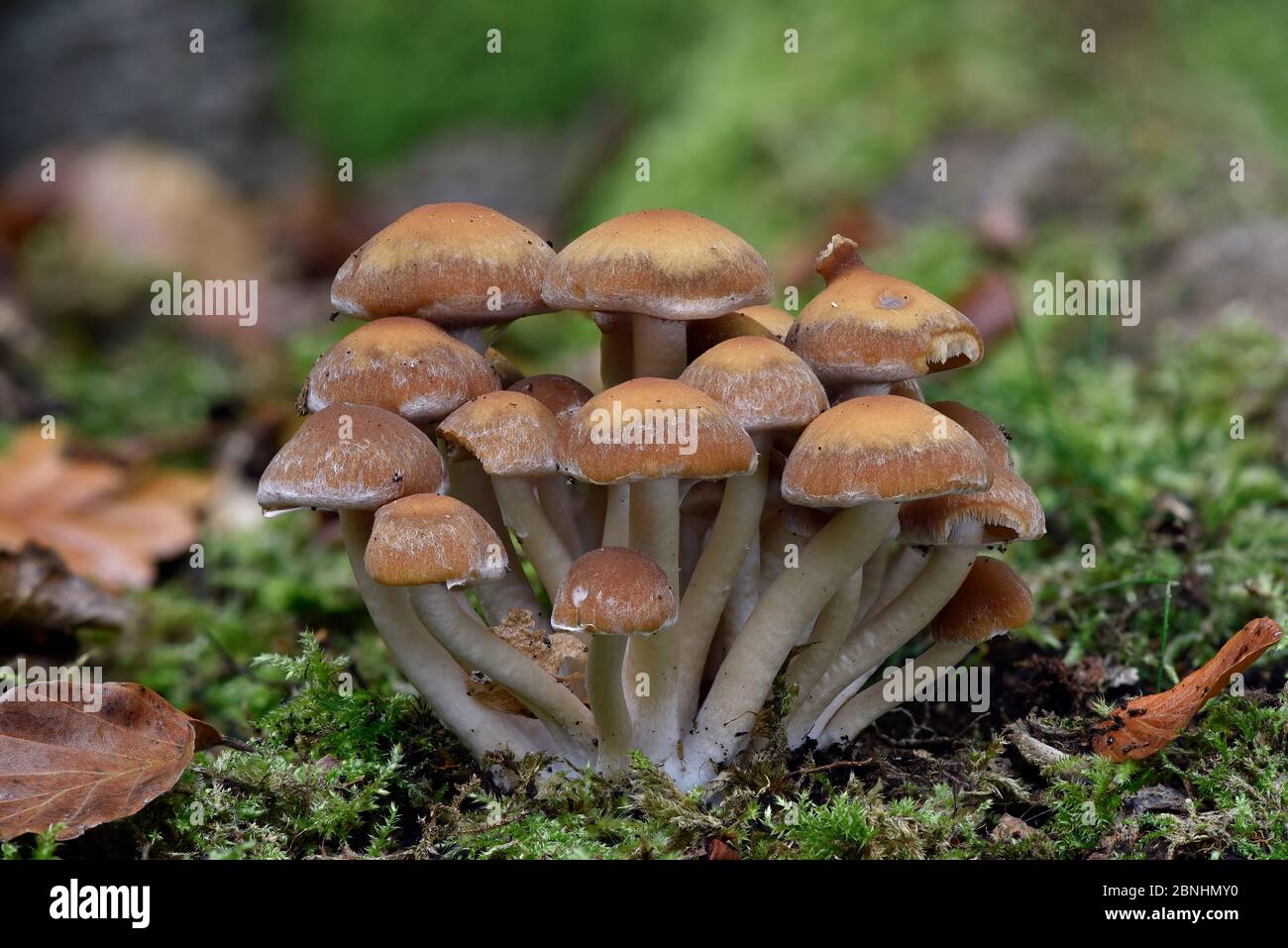 Common stump brittlestem (Psathyrella piluliformis)  Buckinghamshire, England, UK, October. Focus stacked image Stock Photo