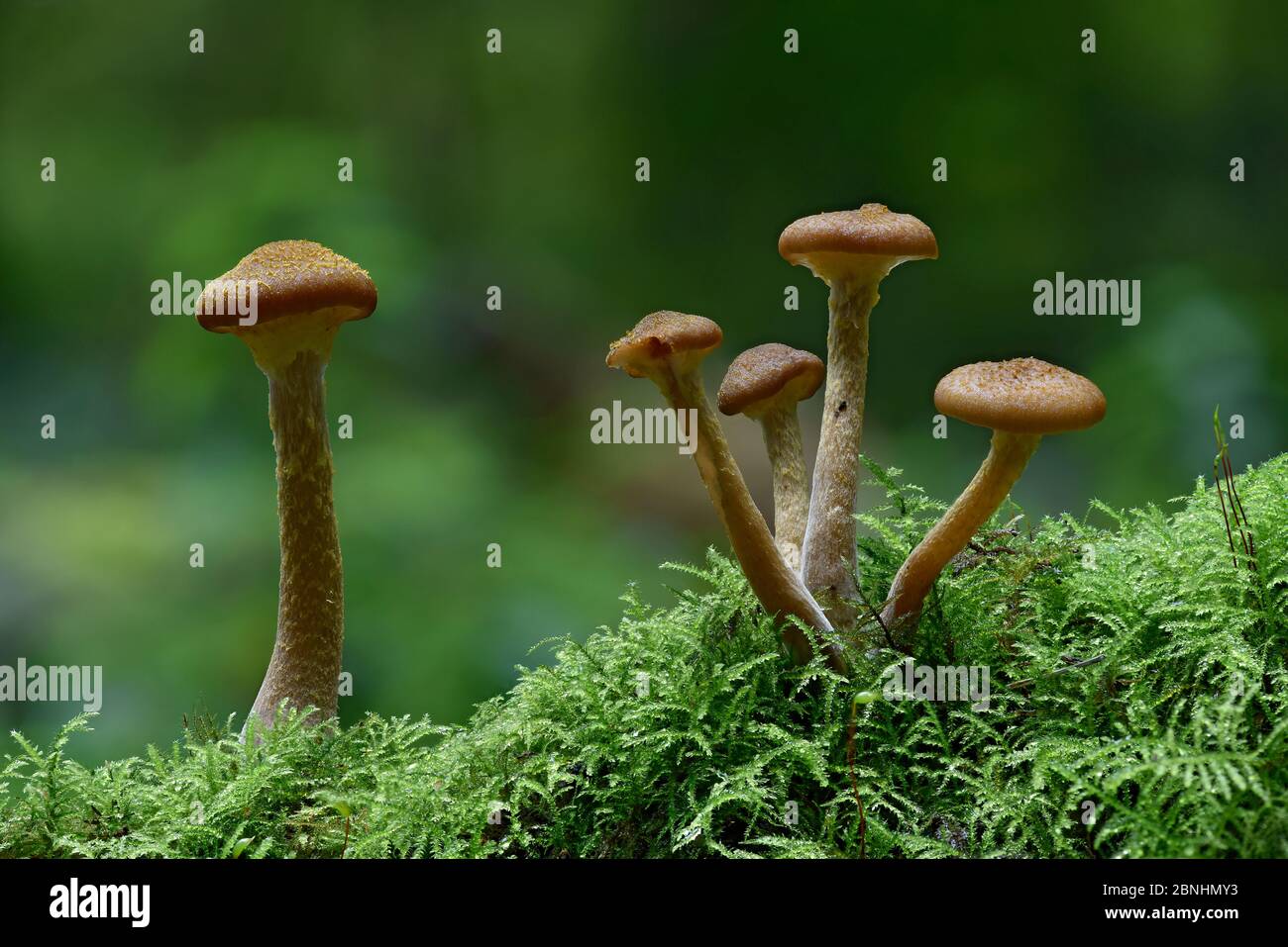 Variable webcap (Cortinarius anomalus)  Buckinghamshire, England, UK, October. Focus stacked image Stock Photo