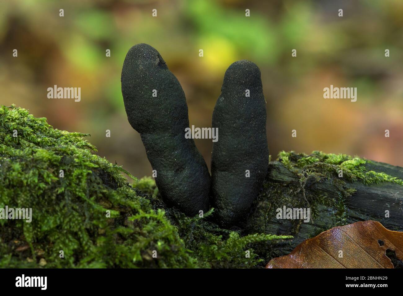 Dead man's fingers (Xylaria polymorpha) strange fungi sticking up from rotten log, Buckinghamshire, England, UK, October Stock Photo