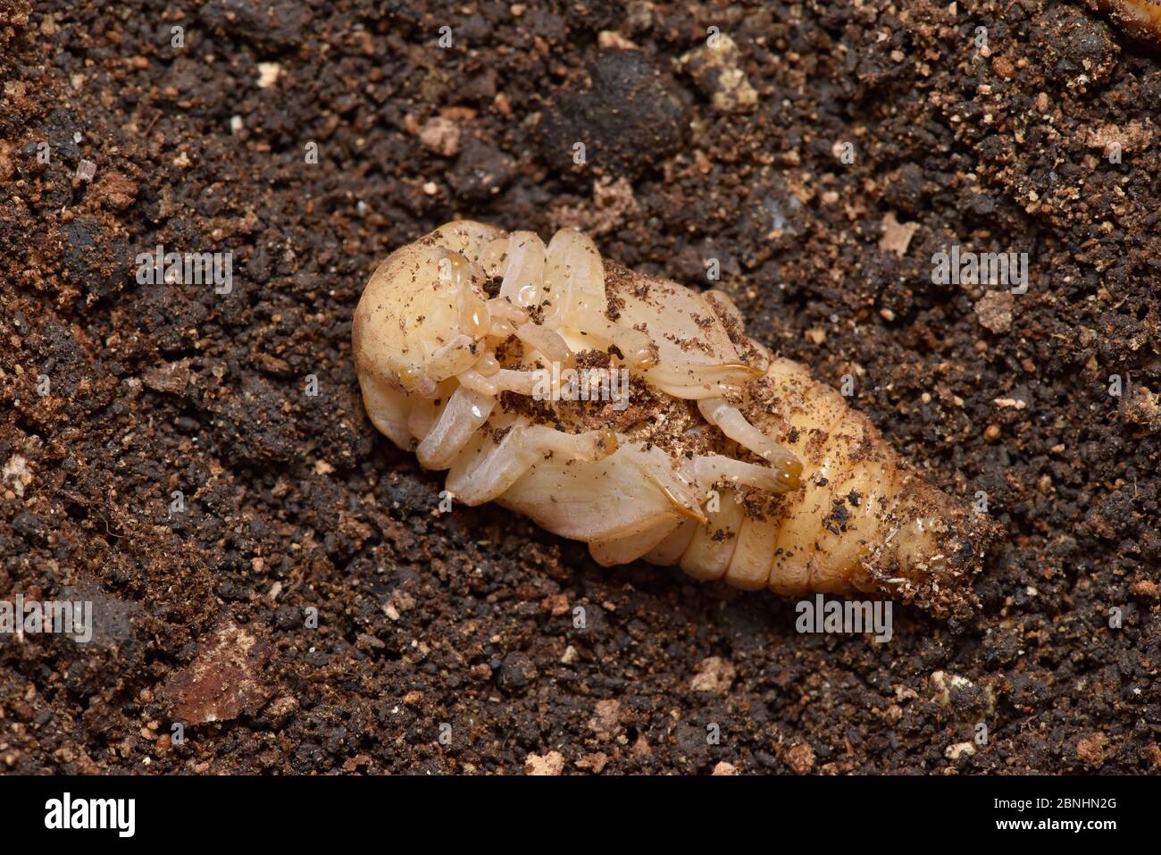 Pupae Soil High Resolution Stock Photography And Images Alamy