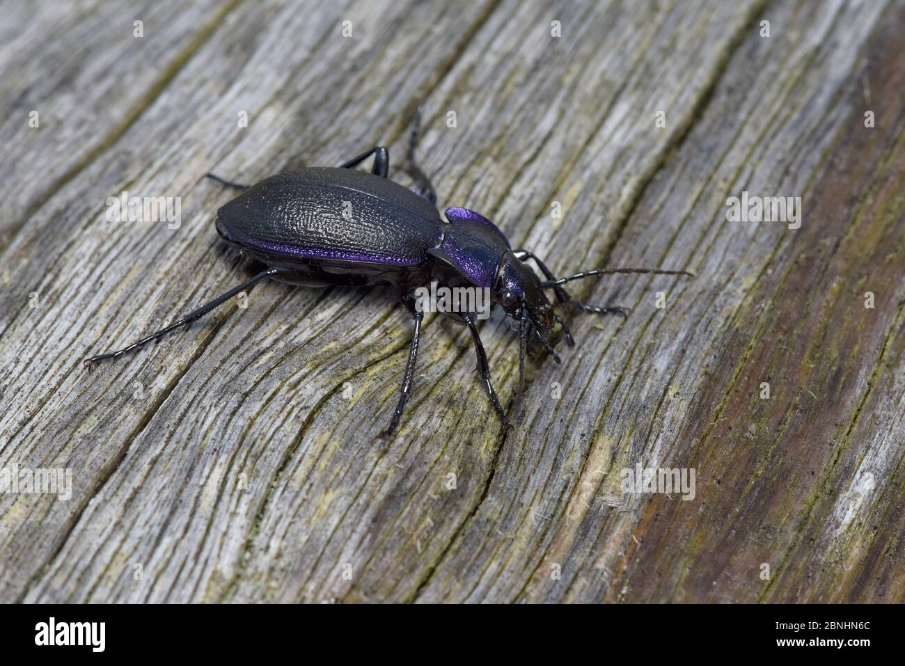 Violet ground beetle (Carabus violaceus) on old log, Hertfordshire, England, UK, August Stock Photo