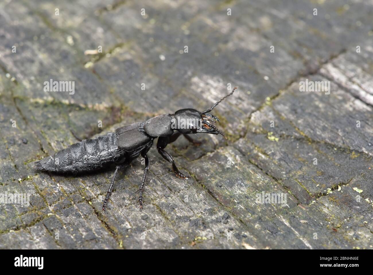 Devils coach horse beetle (Ocypus olens) largest British rove beetle on old  tree stump, Hertfordshire, England.UK. June Stock Photo - Alamy