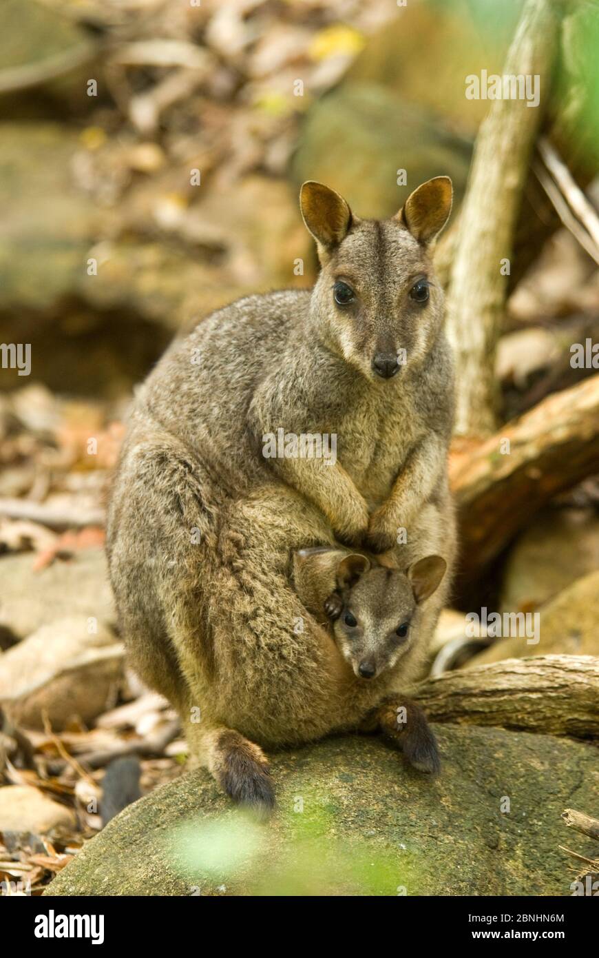 Allied rock-wallaby (Petrogale assimilis) female with young inside of the pouch, Bowling Green NP, Queensland, Australia. May. Stock Photo