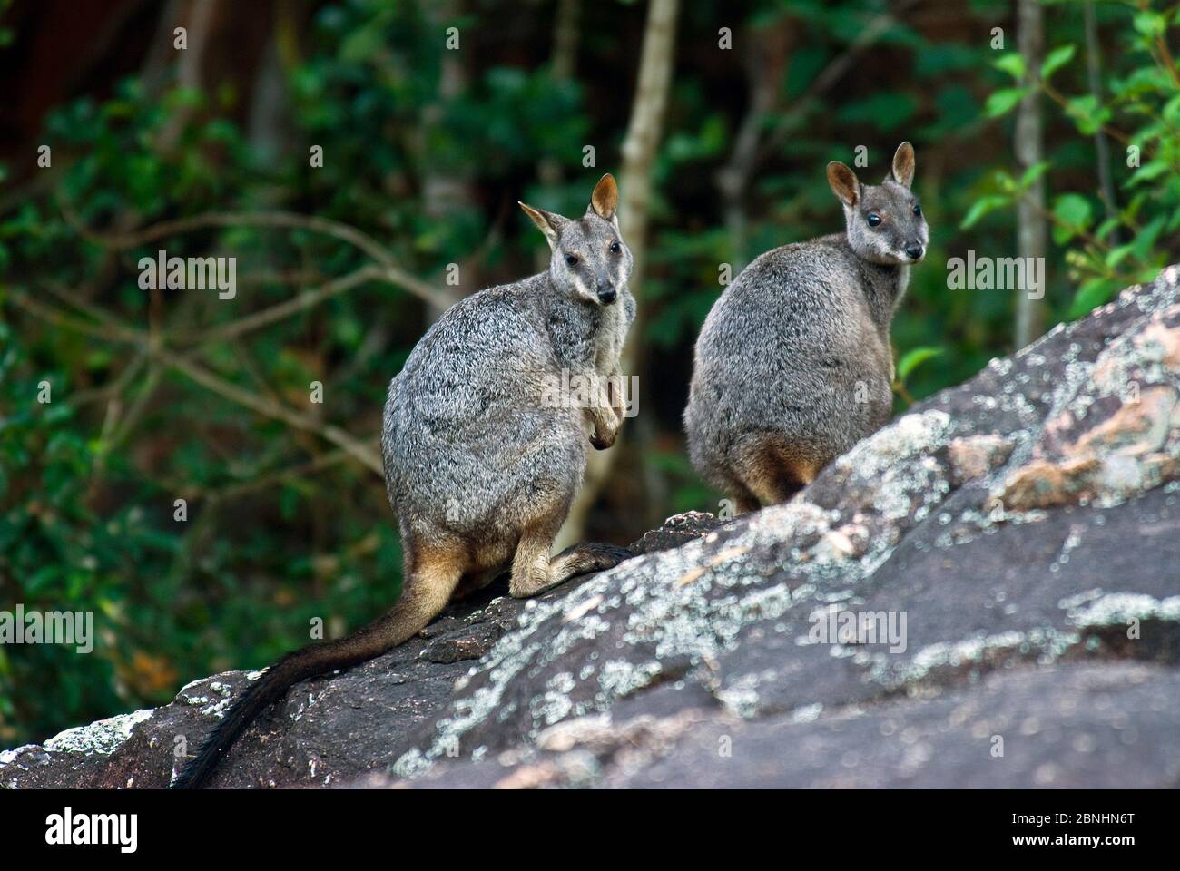 Allied Rock-wallaby (Petrogale assimilis) male and female pair, Bowling Green NP, Queensland, Australia. May. Stock Photo