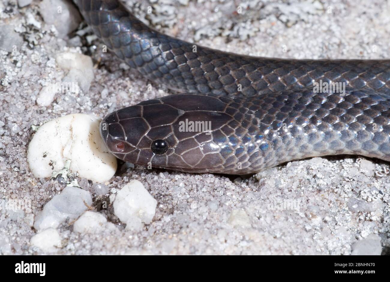 Small-eyed snake (Cryptophis nigrescens), Expedition National Park,  Queensland, Australia, May Stock Photo - Alamy