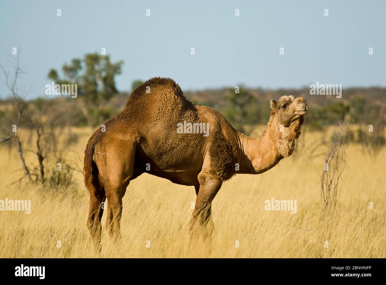 Dromedary camel (Camelus dromedarius) part of feral population, Little ...