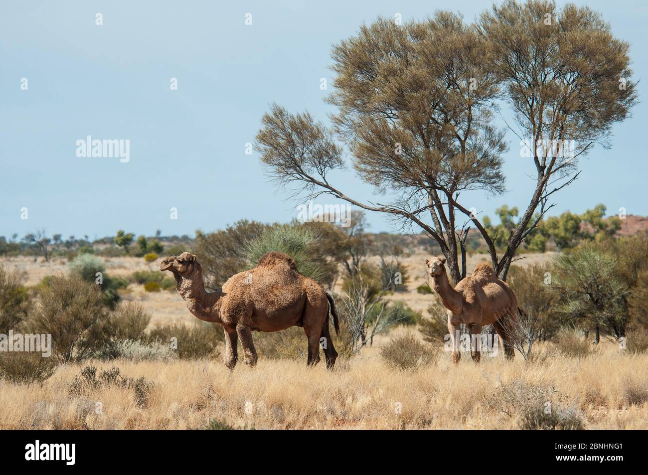 Dromedary camel (Camelus dromedarius) feral population Little Sandy