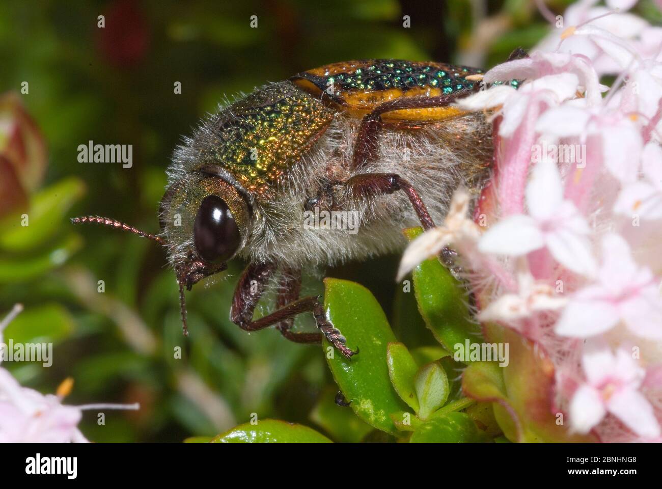 Stigmodera roei hi-res stock photography and images - Alamy