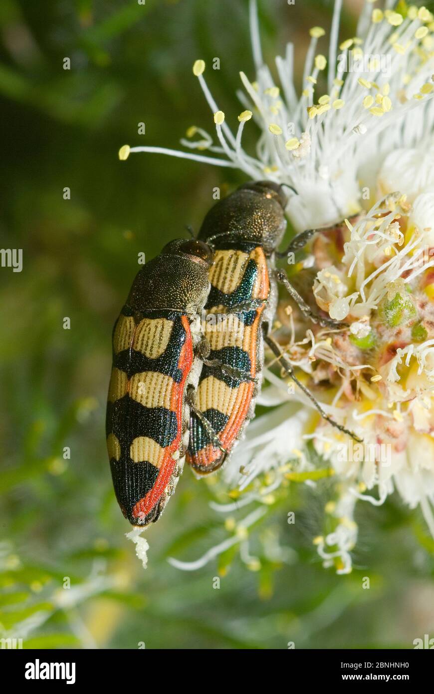 Jewel beetle (Castiarina simulata) mating on a Melaleuca flower, Lesueur National Park, Western Australia, October. Stock Photo
