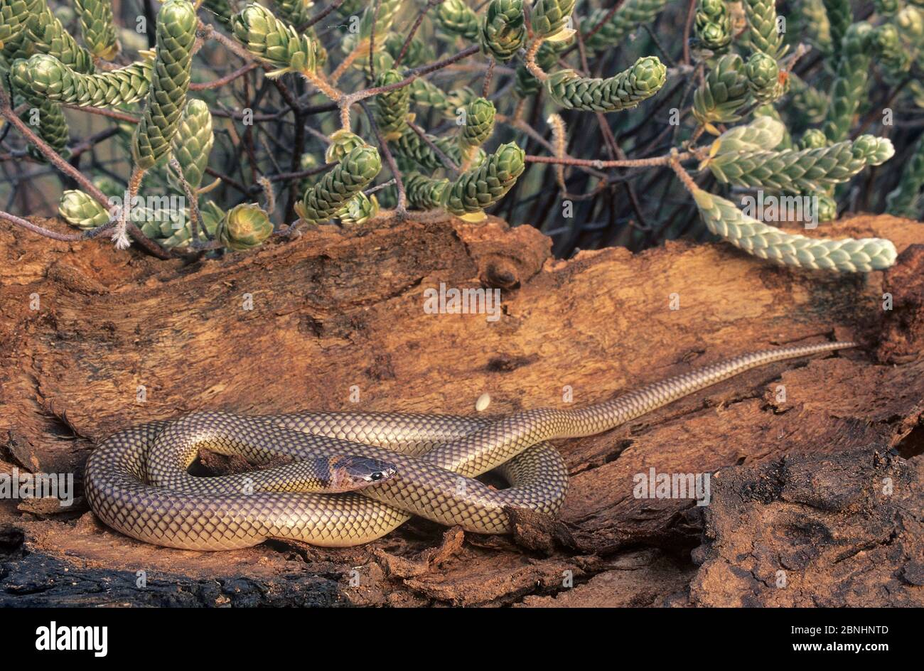 Moon snake / Orange-naped snake (Furina ornata) Great Sandy Desert, Western Australia, June. Venomous species Stock Photo - Alamy Moon snake / Orange-naped snake (Furina ornata) Great Sandy Desert, Western Australia, June. Venomous species Stock Photo - Alamy