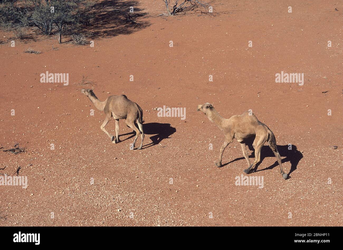 Dromedary camels (Camelus dromedarius) aerial view of male and female, Great Sandy Desert, Western Australia, August. Stock Photo