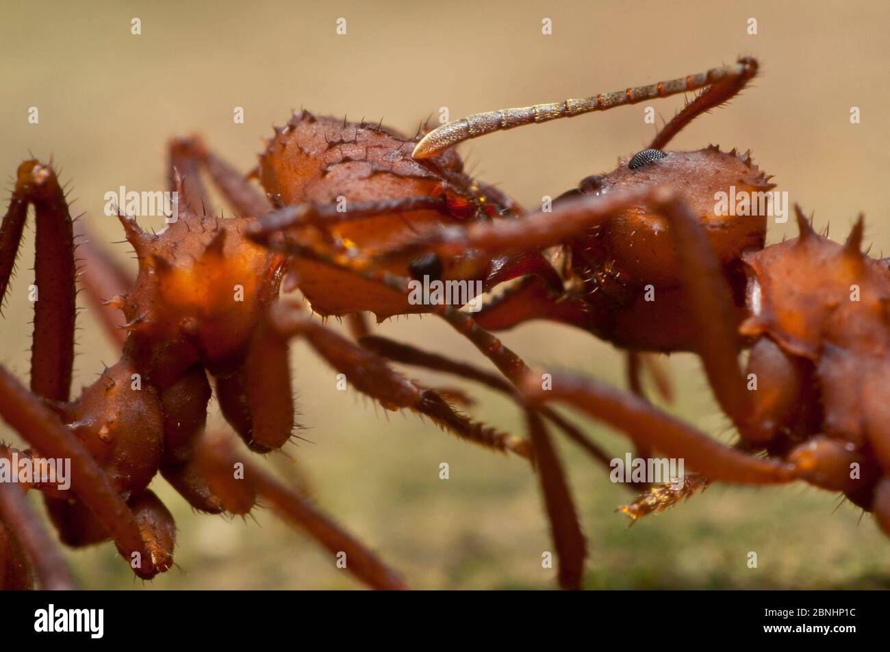 Two Leafcutter ants (Atta) transferring food, Guadeloupe National Park, Guadeloupe. Stock Photo