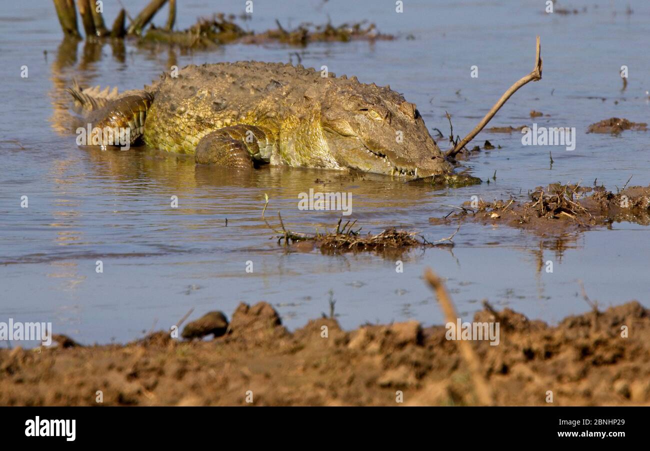 Mugger or Marsh Crocodile (Crocodylus palustris), Uda Walawe National Park, Sri Lanka. Stock Photo