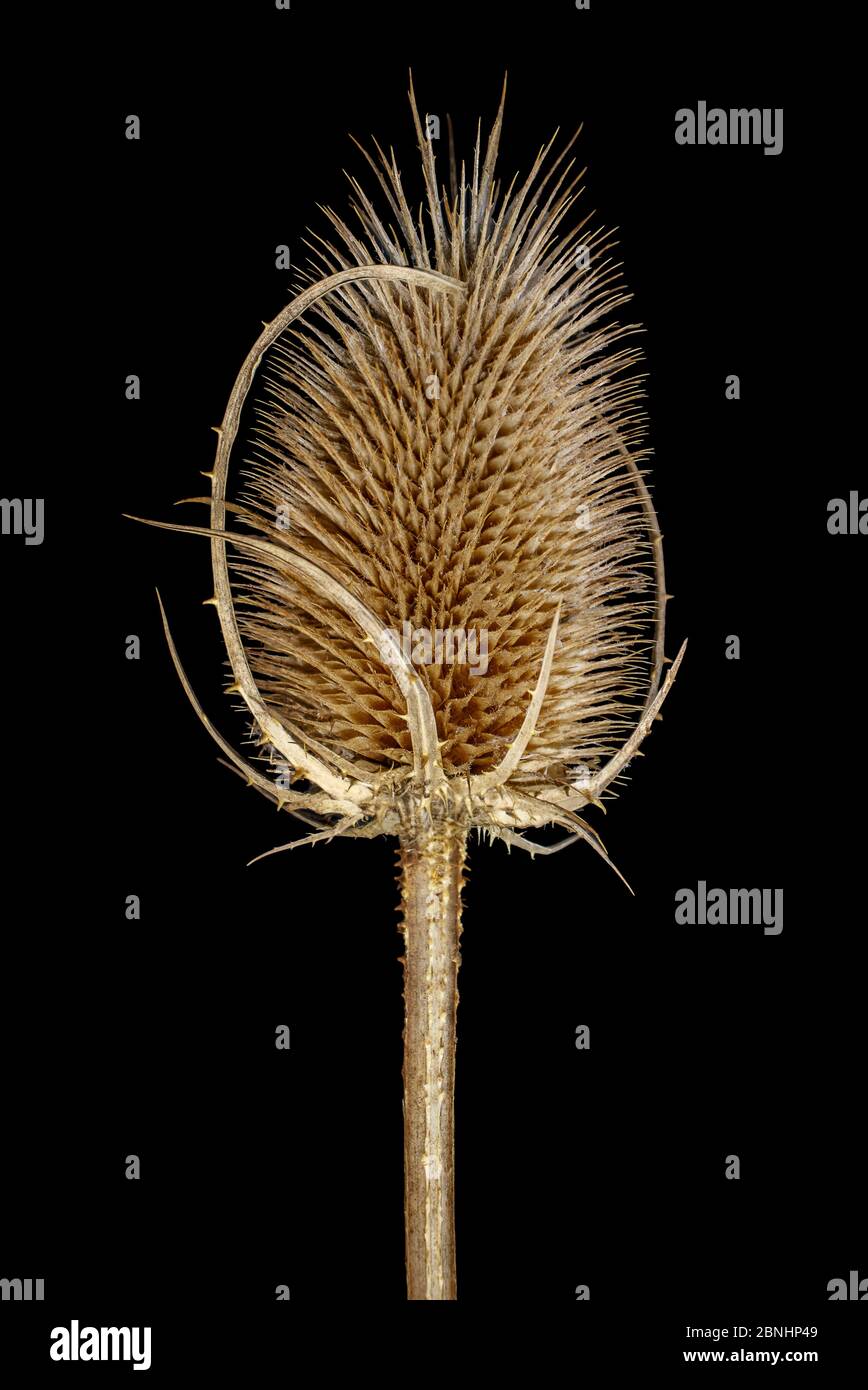 Dried thistle isolated on white background Stock Photo - Alamy