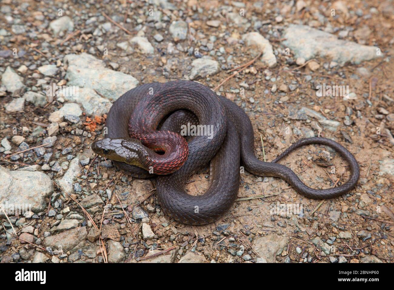 Red necked keel back snake (Rhabdophis subminiatus) Nagaland, India ...