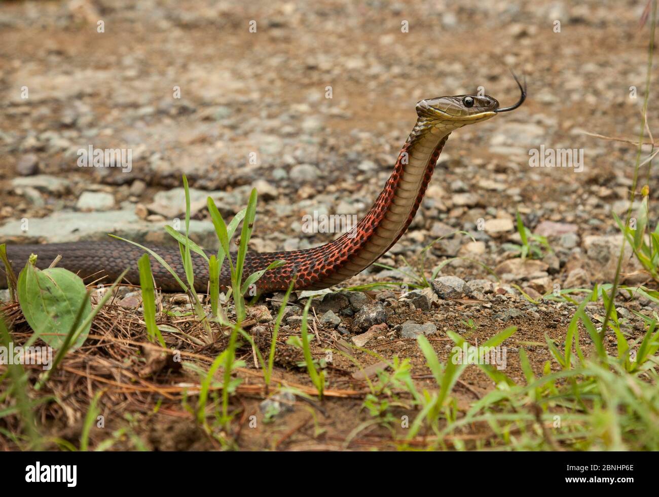 Red necked keel back snake (Rhabdophis subminiatus) Nagaland, India ...