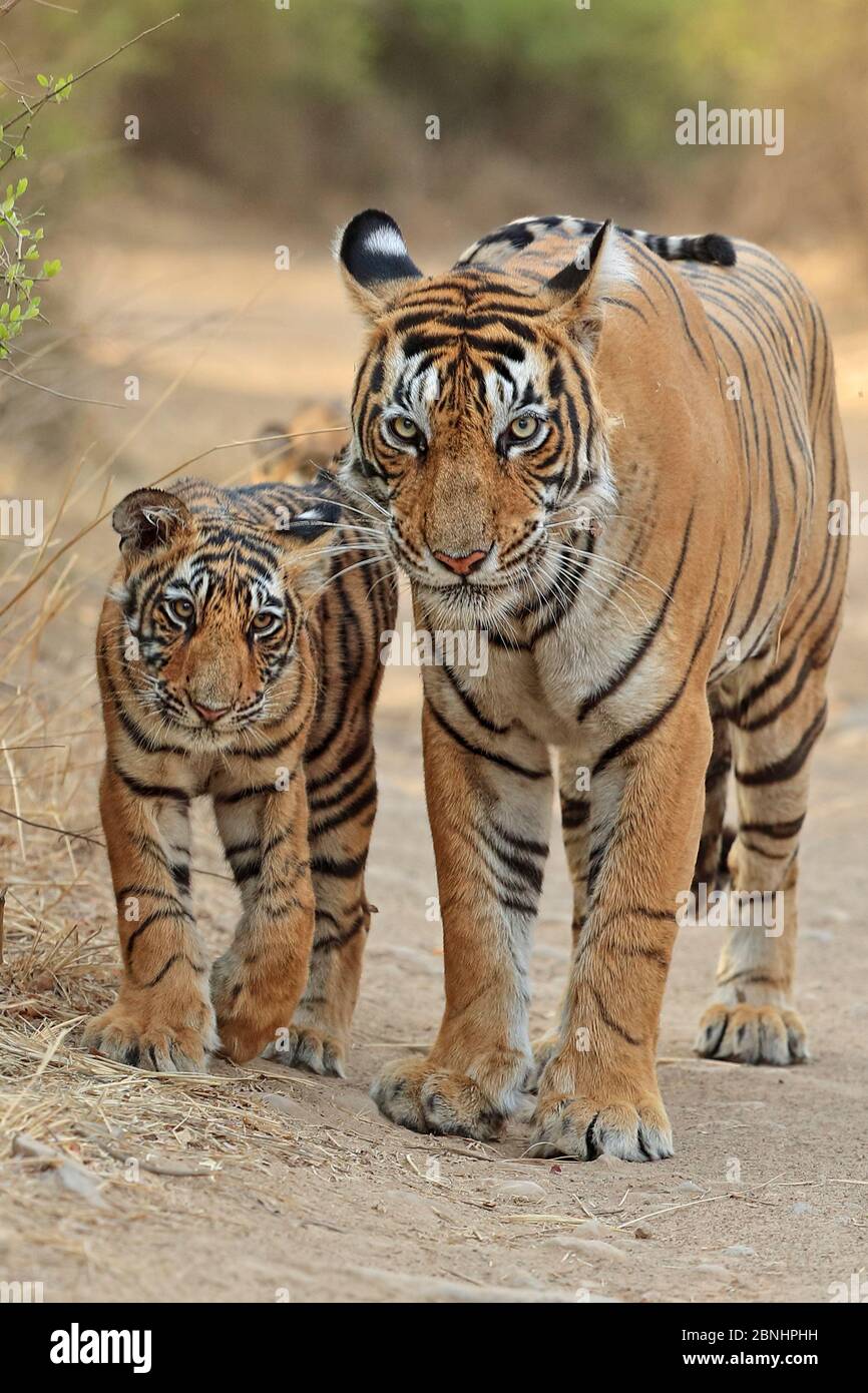 Bengal tiger (Panthera tigris tigris) mother with cubs, age 4 months, Ranthambhore, Rajhasthan, India. Stock Photo