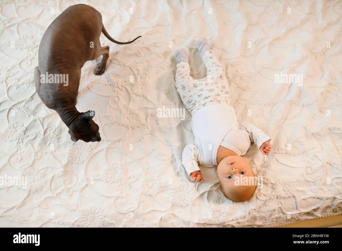 Large sphynx cat sits near baby toddler on white bed Stock Photo
