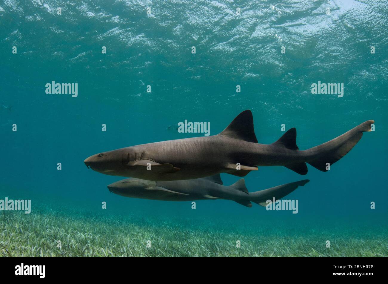 Nurse shark (Ginglymostoma cirratum) and Horse-eye jacks (Caranx latus) Shark Ray Alley, Hol Chan Marine Reserve, Belize Barrier Reef. Belize. Stock Photo