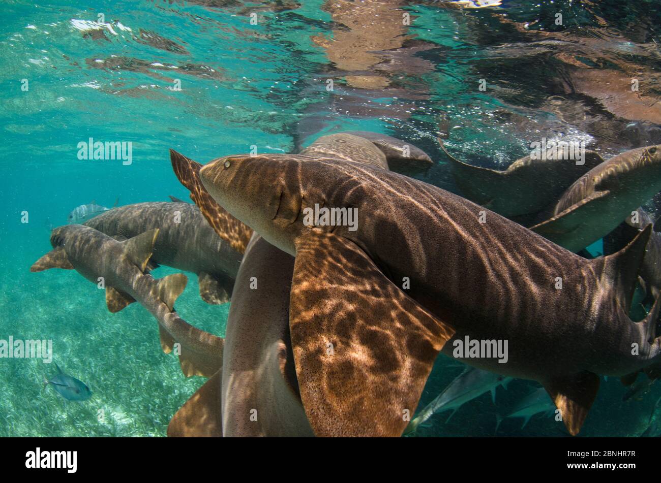 Group of Nurse shark (Ginglymostoma cirratum)  Shark Ray Alley, Hol Chan Marine Reserve, Belize. Stock Photo