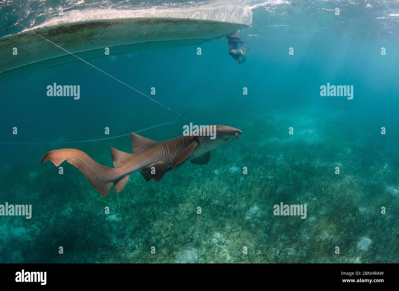 Nurse shark (Ginglymostoma cirratum) caught with hook for research by MAR Alliance, Lighthouse Reef Atoll, Belize. May 2015. Stock Photo