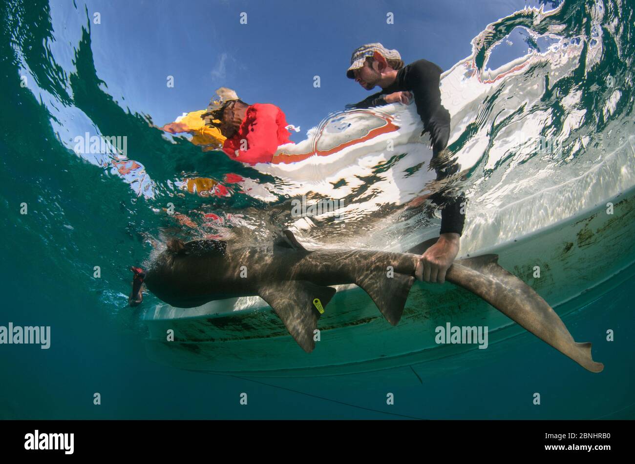 Nurse shark (Ginglymostoma cirratum) caught for research by MAR Alliance, Lighthouse Reef Atoll, Belize. May 2015. Stock Photo