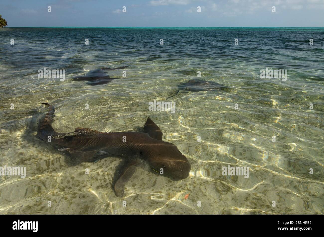 Nurse sharks (Ginglymostoma cirratum) in shallows, Halfmoon Caye, Lighthouse Reef Atoll, Belize Stock Photo