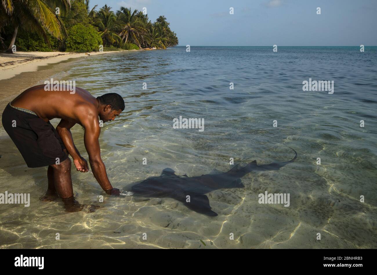 Nurse Shark (Ginglymostoma cirratum) & Evaristo MuschampMarine Megafauna Research. Large marine fish, sharks, rays & turtles. MAR Alliance Halfmoon Ca Stock Photo