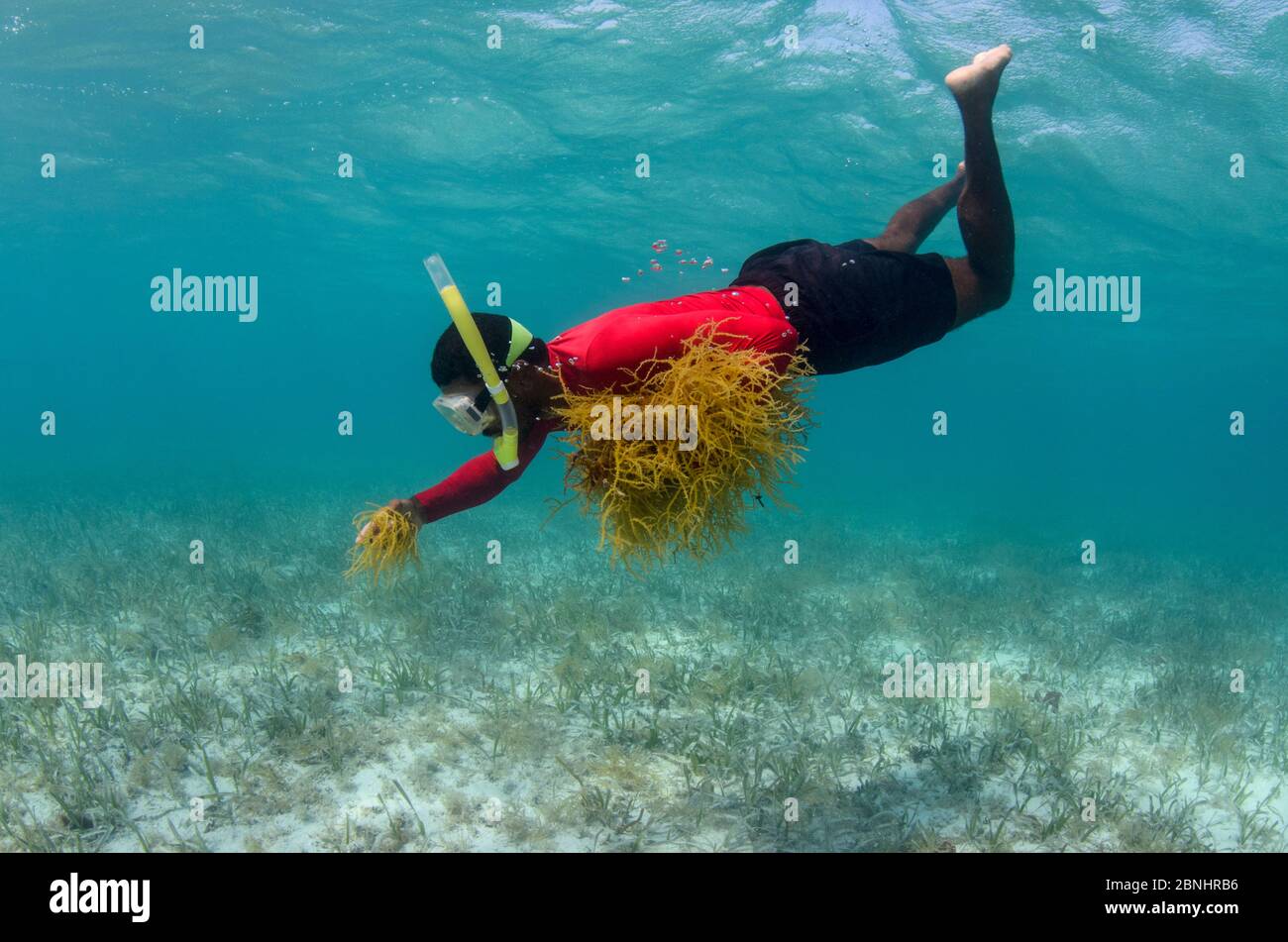 Snorkeller collecting edible algae (Eucheuma sp.) Lighthouse Reef Atoll. Belize.  May 2015. Stock Photo