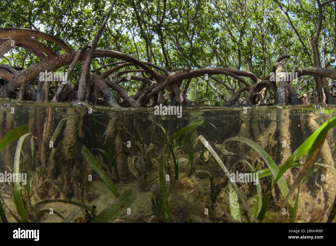Red Mangrove (Rhizophora mangle) and Turtle grass (Thallasia testinudum) Lighthouse Reef Atoll, Belize. Stock Photo