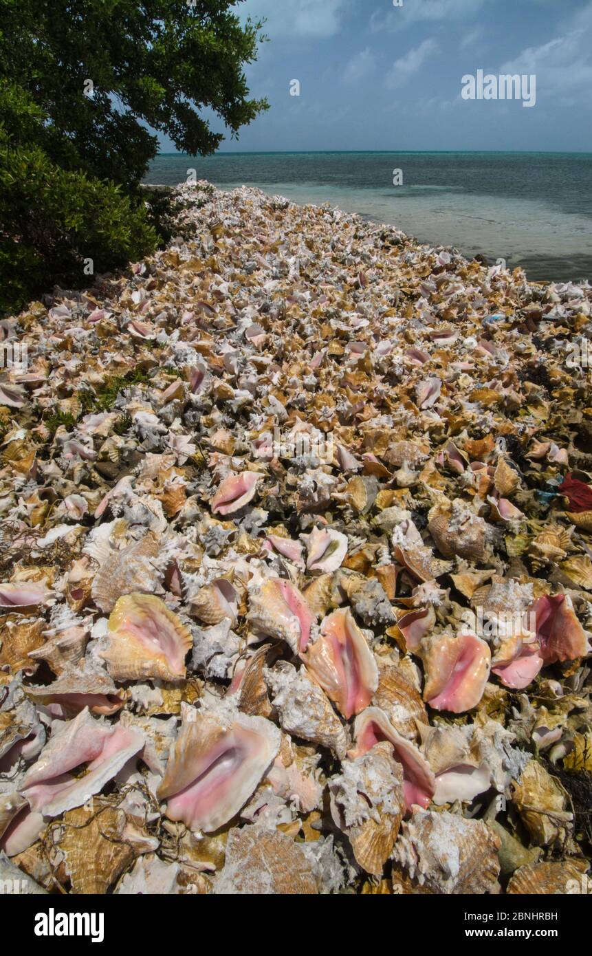 Queen conch (Strombus gigas) seashells harvested for their meat, Hat Caye, Lighthouse Reef Atoll, Belize. Stock Photo