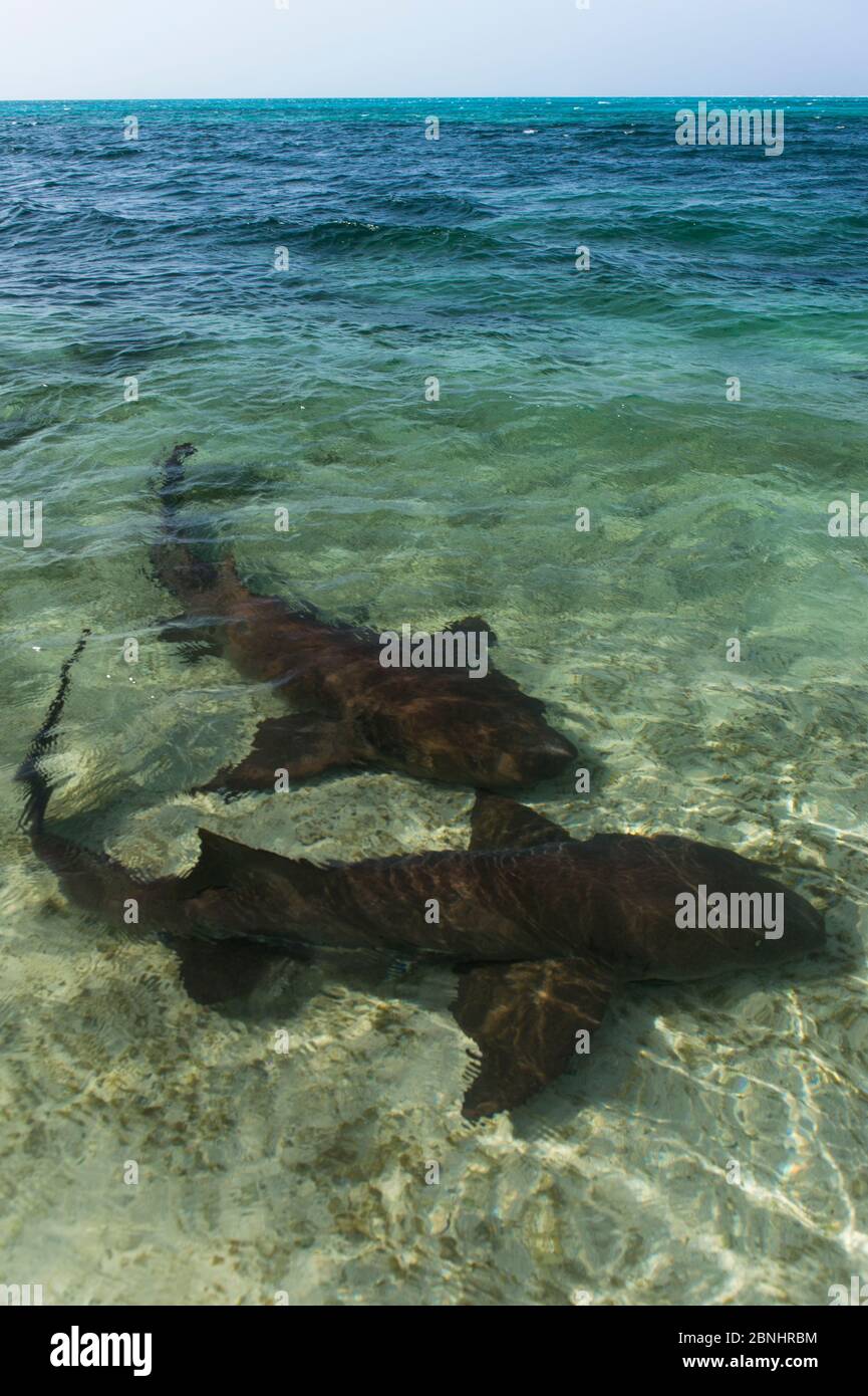 Nurse sharks (Ginglymostoma cirratum) in shallow water, Halfmoon Caye, Lighthouse Reef Atoll, Belize. Stock Photo