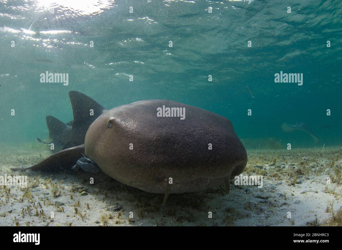 Nurse shark (Ginglymostoma cirratum) Halfmoon Caye, Lighthouse Reef Atoll, Belize. Stock Photo