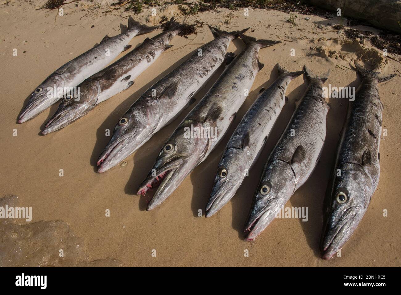 Great barracuda (Sphyraena barracuda) laid out on beach. Research MAR Alliance is performing population assessments on Sharks, Rays, and Great Barracu Stock Photo