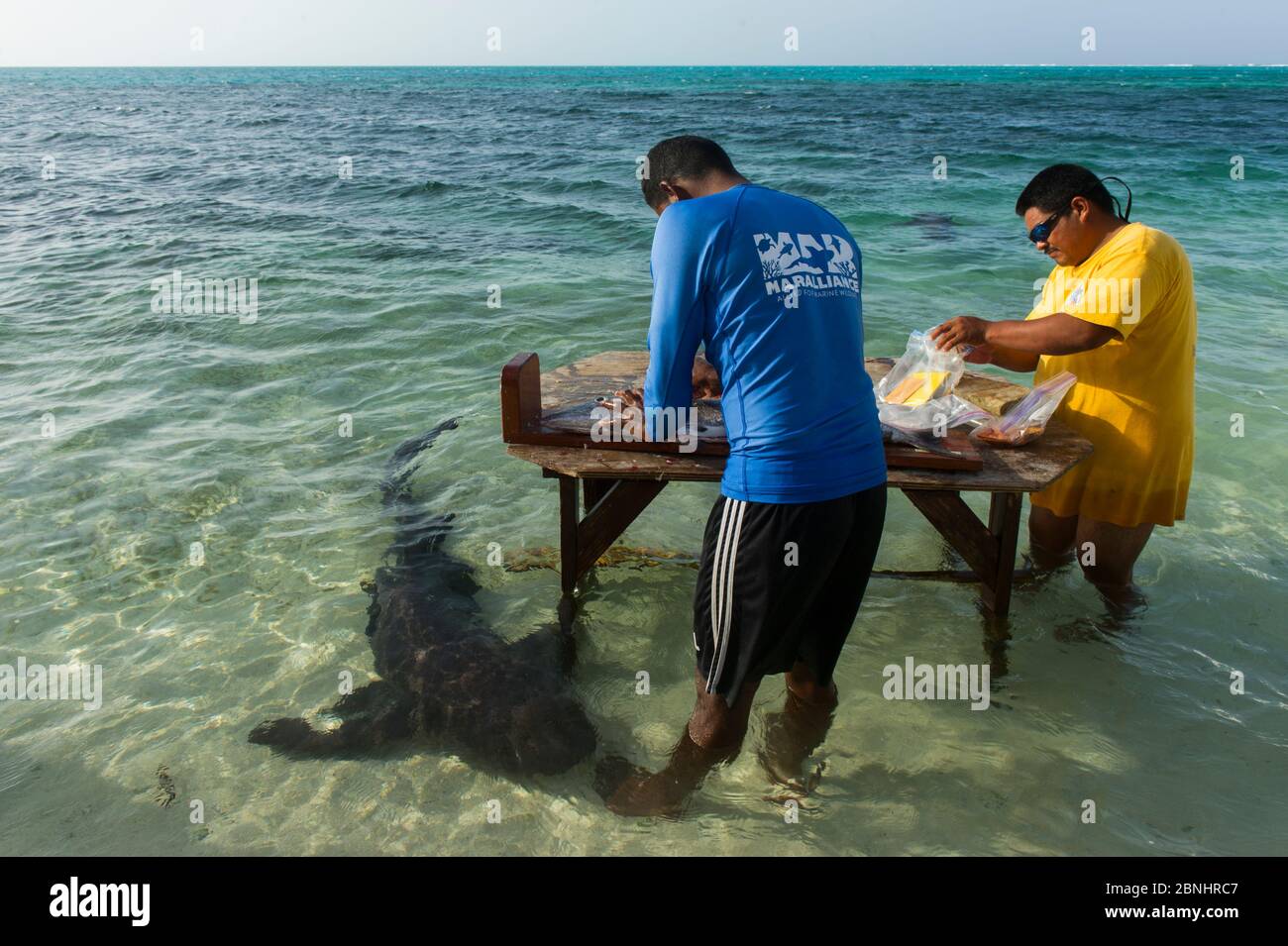 MAR Alliance researchers  taking samples from Great barracuda (Sphyraena barracuda) with Nurse shark (Ginglymostoma cirratum) in the water below after Stock Photo
