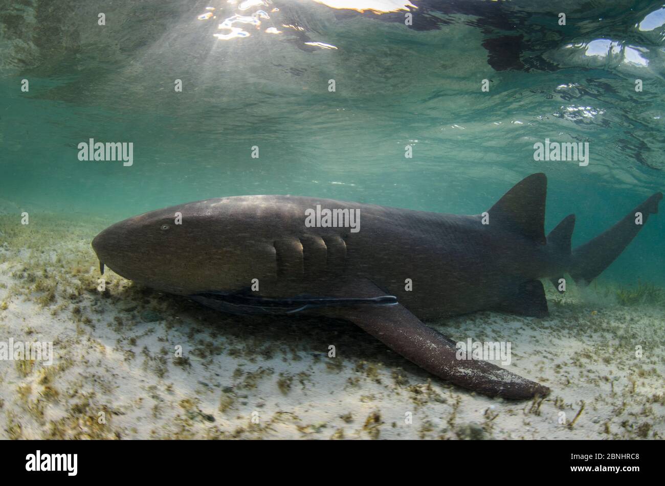 Nurse Shark (Ginglymostoma cirratum) Halfmoon Caye, Lighthouse Reef Atoll, Belize. Stock Photo