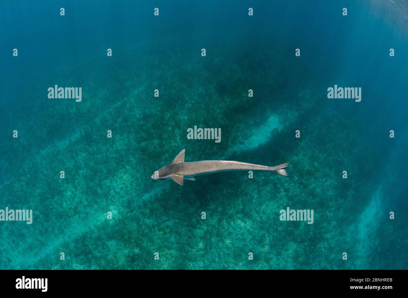Sharksucker (Echeneis naucrates) Ambergris Caye, Belize. Stock Photo