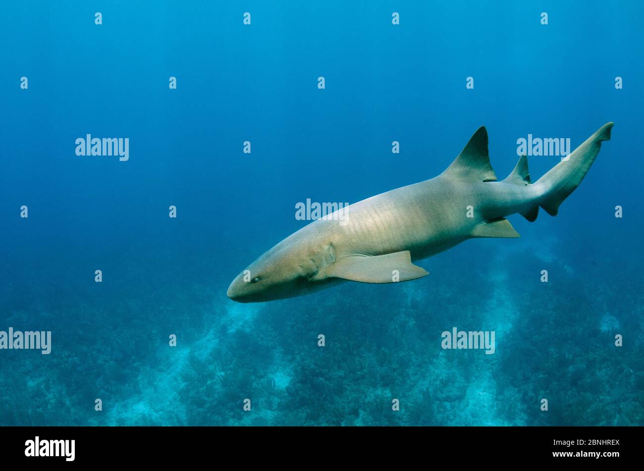 Nurse shark (Ginglymostoma cirratum) Hol Chan Marine Reserve, Belize Barrier Reef, Belize. Stock Photo