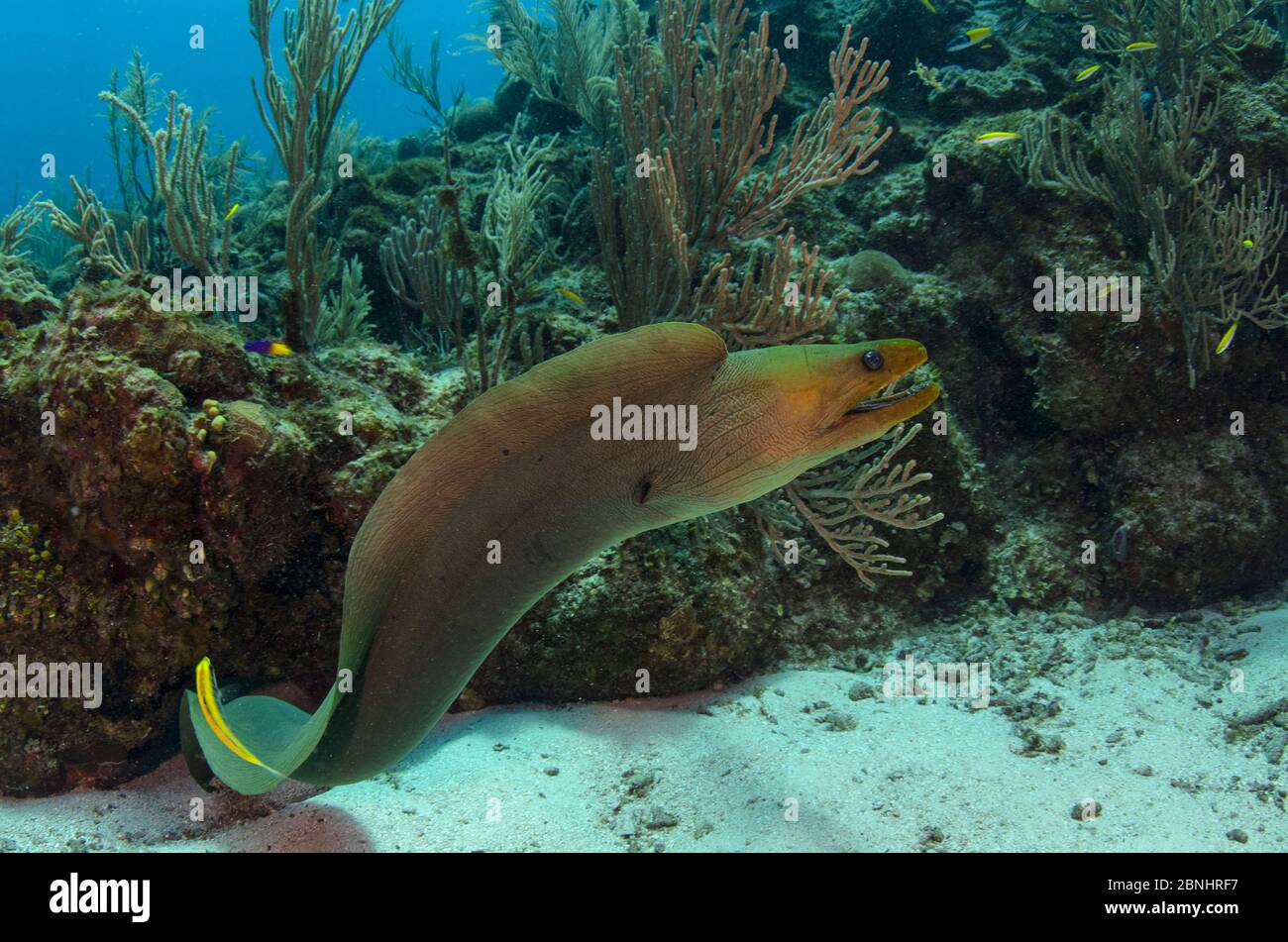 Green moray (Gymnothorax funebris) Hol Chan Marine Reserve, Ambergris Caye, Belize. Stock Photo