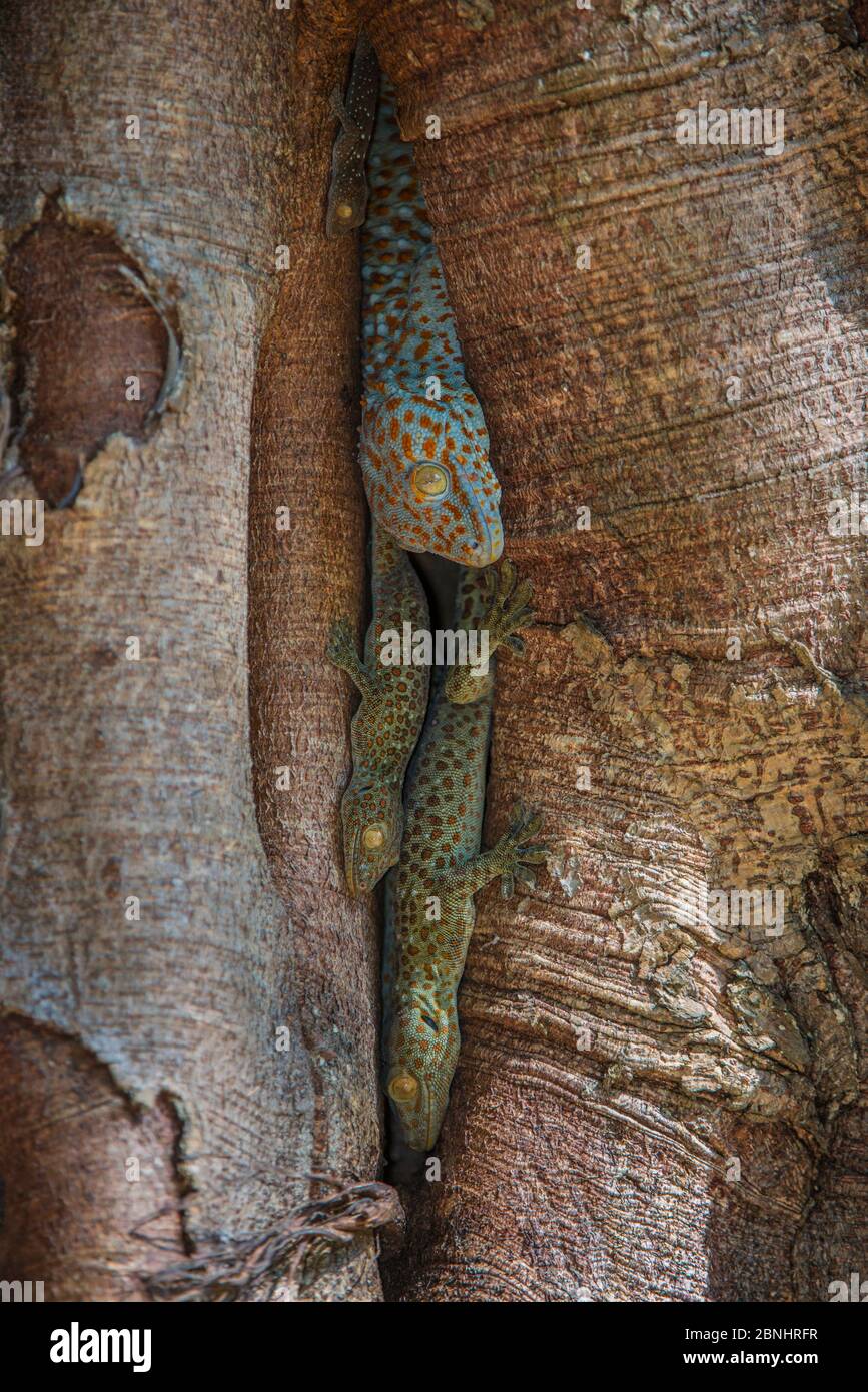 Tokay geckos (Gekko gecko)  including juveniles in crack in tree, Nameri Wildlife Reserve, North East India Stock Photo
