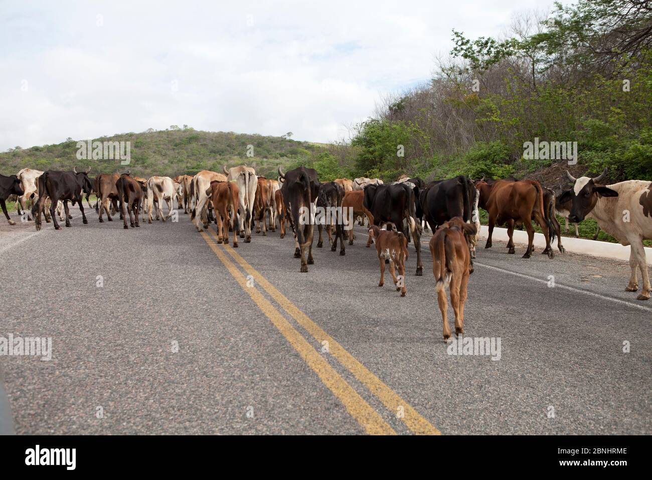 Comitiva de gado, peão de boiadeiro, boi, Cortege of Cattle, Peasant of  Cowboy, Ox, Bos taurus, Miranda, Mato Grosso do Sul, Brazil Stock Photo -  Alamy