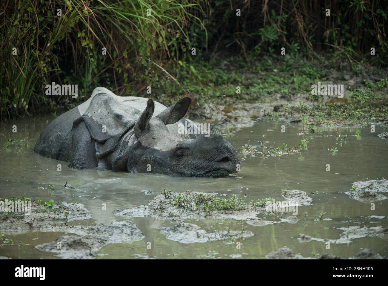 Rhino wallowing in mud hi-res stock photography and images - Alamy