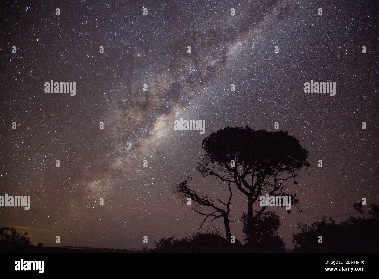 Milky way and Acacia tree over De Hoop Nature Reserve, Western Cape, Overberg, South Africa. June 2013. Stock Photo