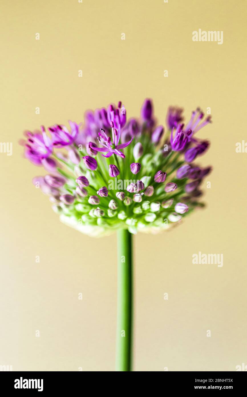 Not yet flowering hires stock photography and images Alamy